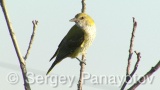 Video of Golden oriole - Golden oriole on the top of the tree near to its nest